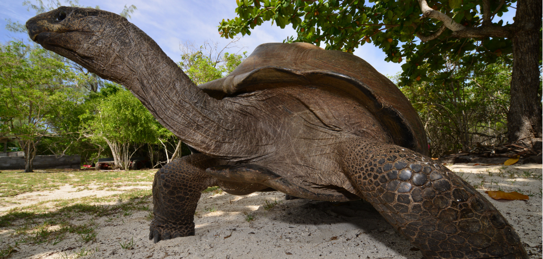 Kreuzfahrt zum UNESCO-Weltkulturerbe Aldabra