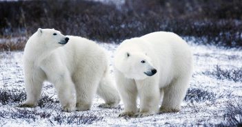 Podcast: Expeditionsreisen von Hurtigruten